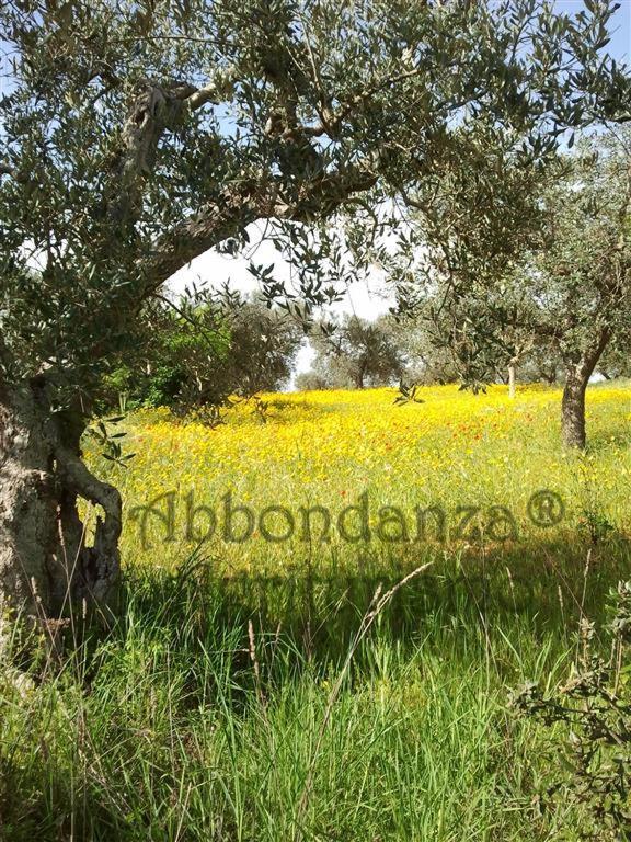 Agriturismo Abbondanza Villa Alberobello Exteriör bild